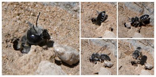 Réf. 232 464 : Hoplitis cristatula
